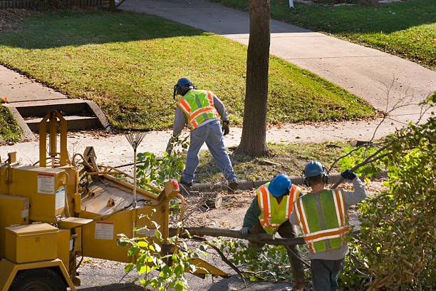  Benld, IL Tree Service Pros